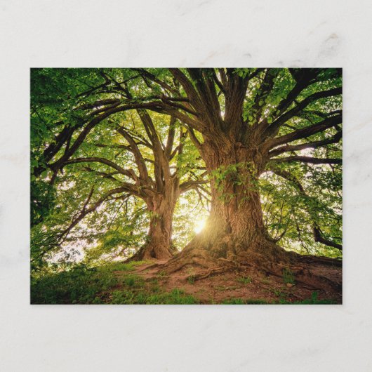森の中の美しい夕日 ポストカード (正面)