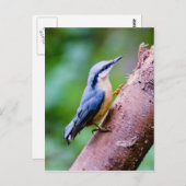 森の中の野生の草地 – ポストカード (正面/裏面)