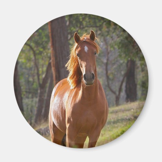 森の中の馬 マグネット (正面)