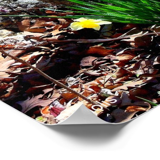 森の中の黄色い花の水仙の写真ポスター ポスター (角)