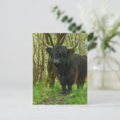 森の中の黒い高地の牛 ポストカード (スタンド正面)