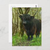 森の中の黒い高地の牛 ポストカード (正面/裏面)