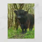 森の中の黒い高地の牛 ポストカード (正面)