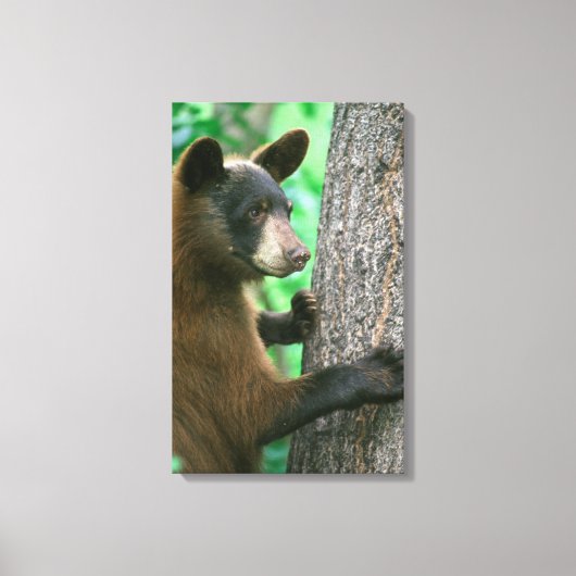 森の中の黒熊 キャンバスプリント (正面)