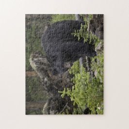 森の中の黒熊 ジグソーパズル