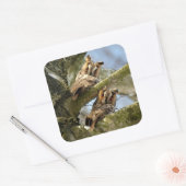 森の中の2羽のフクロウ、鳥、野生動物のスクエアスティー スクエアシール (封筒)