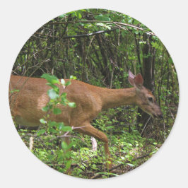 森の中を散歩すること ラウンドシール