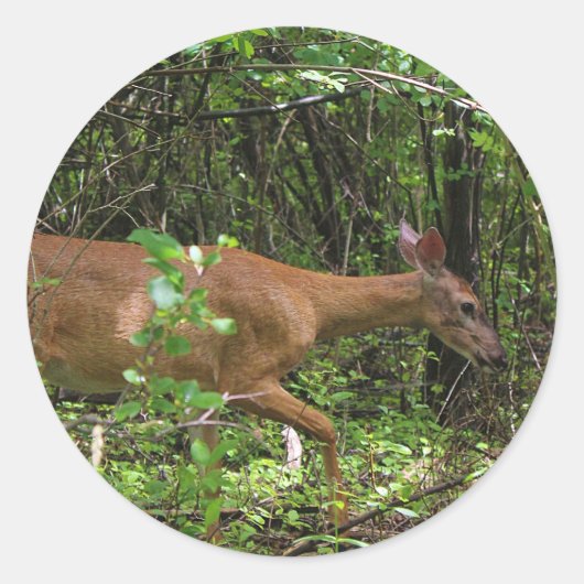 森の中を散歩すること ラウンドシール (正面)