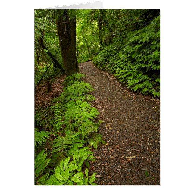 森の中を歩く (正面)