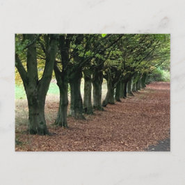 森の中を歩く ポストカード