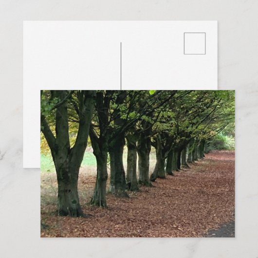 森の中を歩く ポストカード (正面/裏面)