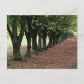 森の中を歩く ポストカード (正面)