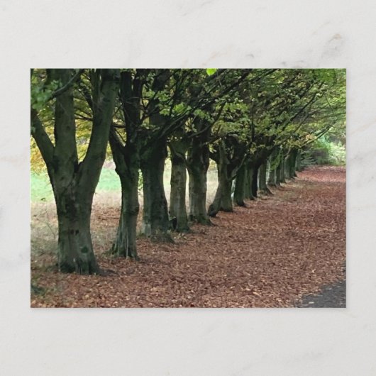 森の中を歩く ポストカード (正面)