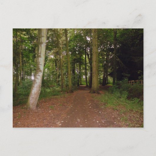 森の中を歩く。 ポストカード (正面)