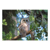 森の中を見つめる野生のフクロウ フォトプリント (正面)