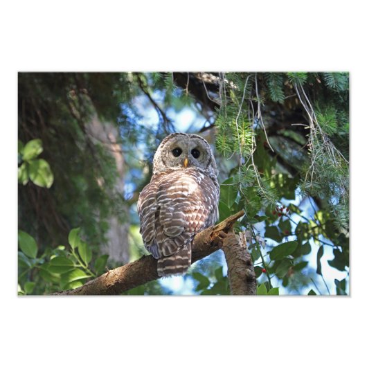 森の中を見つめる野生のフクロウ フォトプリント (正面)