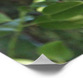 森の中を見つめる野生のフクロウ ポスター (角)