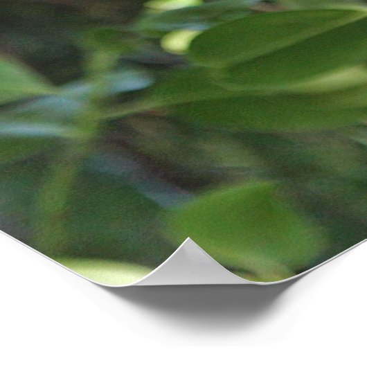 森の中を見つめる野生のフクロウ ポスター (角)