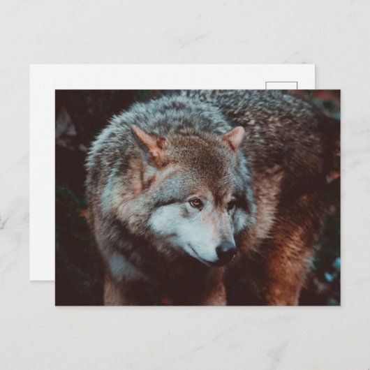 森の中を見ているグレー・ウルフ ポストカード (正面/裏面)