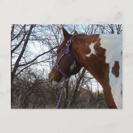 『森の中を見ろ』 ポストカード (正面)