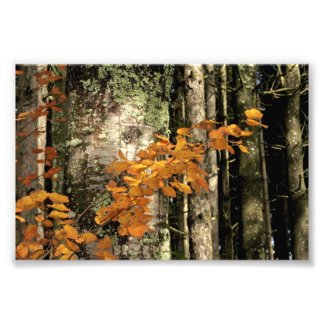 森の中 フォトプリント           