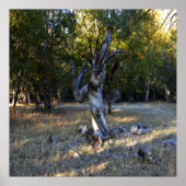 森の中….. ポスター (正面)