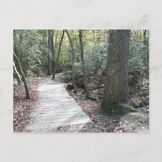 森の中 ポストカード (正面)