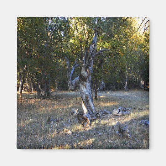 森の中….. マグネット (正面)