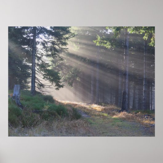 森の光のビームのポスター ポスター (正面)