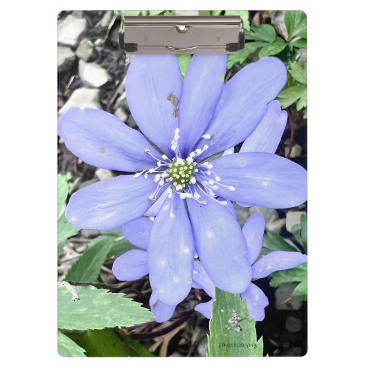 森の囁き – 薄紫のワイルドフラワーのために クリップボード (正面)