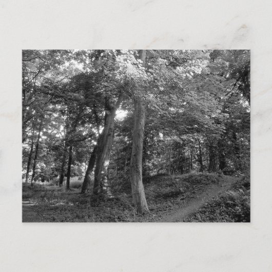 森の夏 ポストカード (正面)