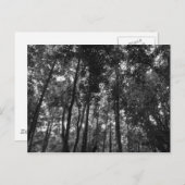 森の天蓋02 モノクロ ポストカード (正面/裏面)