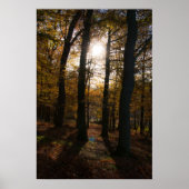 森の太陽 ポスター (正面)