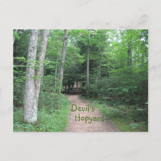 森の小径 ポストカード (正面)