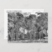 森の小径 ポストカード (正面/裏面)