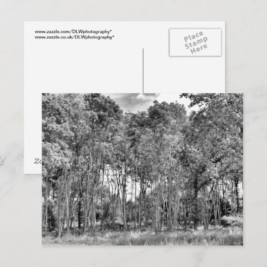 森の小径 ポストカード (正面/裏面)