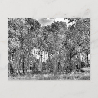 森の小径 ポストカード