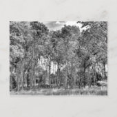 森の小径 ポストカード (正面)