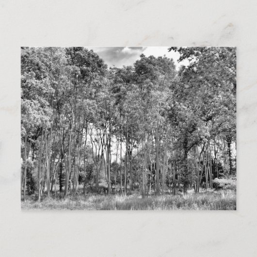 森の小径 ポストカード (正面)