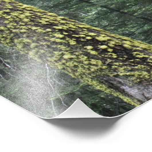 森の巨大なセコイアの木、セコイアと フォトプリント            (角)