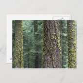 森の巨大なセコイアの木、セコイアと ポストカード (正面/裏面)