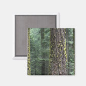 森の巨大なセコイアの木、セコイアと マグネット (正面/裏面)