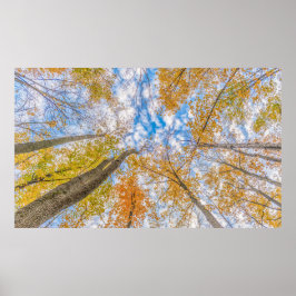 森の床から見上げる ポスター