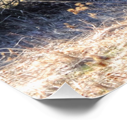 森の影の中の野生の冬のコートCoyote写真 ポスター (コーナー)