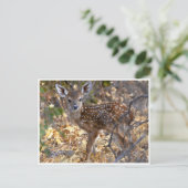 森の愛らしい子鹿の写真ポストカード ポストカード (スタンド正面)