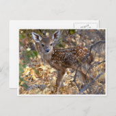 森の愛らしい子鹿の写真ポストカード ポストカード (正面/裏面)