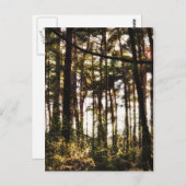 森の木々の光 ポストカード (正面/裏面)