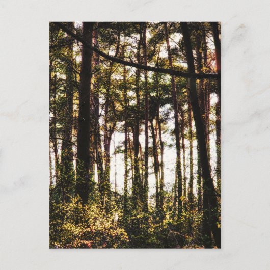 森の木々の光 ポストカード (正面)