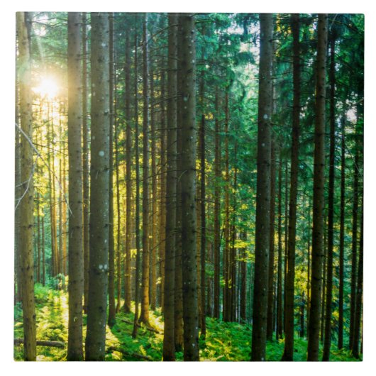 森の木々を通る太陽の光 タイル (正面)