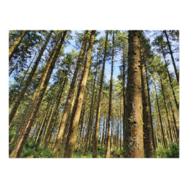 森の木のポスター フォトプリント           